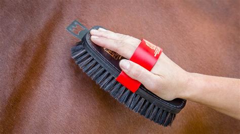 Equerry Luxury XLH body brush review | Horse & Hound