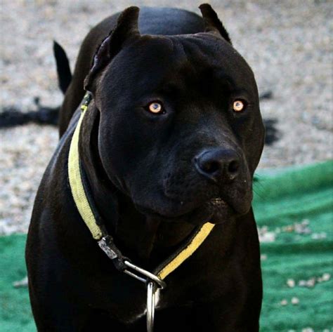 Dog that looks like a black panther | Cuteness Overload | Pinterest ...