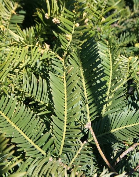 Cephalotaxus harringtonia ‘Duke Gardens’ - Moon Nurseries