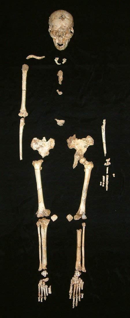 Image Gallery: A Real-Life Hobbit | Homo floresiensis, Fossils, Hominid