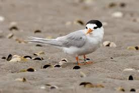 fairy tern - Google Search | Sea birds, Tiny bird, Animals