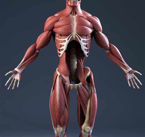 Human Skeleton Anatomy Human Body Anatomy Muscle Anatomy Basic | Hot Sex Picture