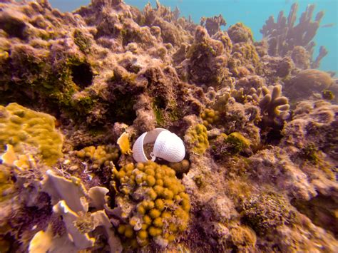 Photos from Jamaica Reef. | Coral shot from Jamaica. Shot wi… | Flickr