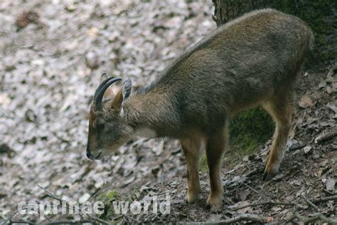 Himalayan Grey Goral (Nemorhaedus goral) – Ralfs' Wildlife and Wild Places