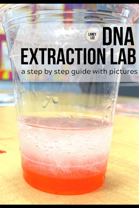 DNA Extraction Lab for Strawberries - Step by Step Guide with Pictures