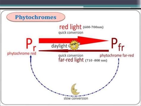 phytochrome | PPT