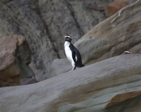 Fiordland Penguin - Facts, Diet, Habitat & Pictures on Animalia.bio