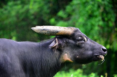 Tiis-pilipit: Mangyan tribesmen, tamaraw threatened by hunger and disease