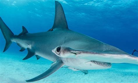 A Hammerhead Shark's head is called a "cephalofoil" - Pets & Animals Forum - Neoseeker Forums