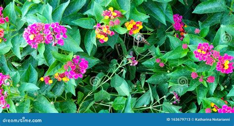 Colorful Lantana Flowers with a Butterfly Stock Image - Image of colorful, flowers: 163679713