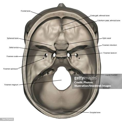 Foramen Magnum Photos and Premium High Res Pictures - Getty Images