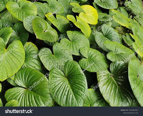 Humid Subtropical Plants