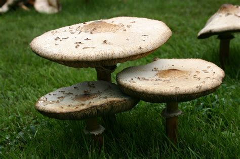 Mushrooms – Growing | Walter Reeves: The Georgia Gardener