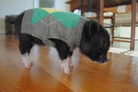 Teacup Piglets - Teacup Piggies Photo (29753726) - Fanpop