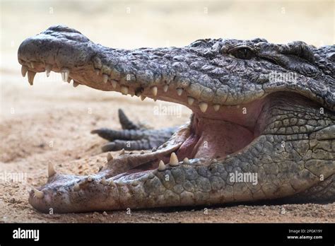 A Nile crocodile (Crocodylus niloticus), opening its mouth showing ...