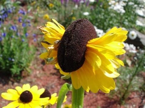 Were deformed daisies found near Fukushima caused by radiation? - The ...