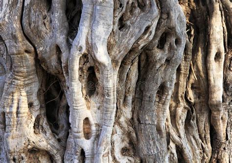 Sycamore Fig Tree at Monastery Stock Photo - Image of agia, sycamore ...