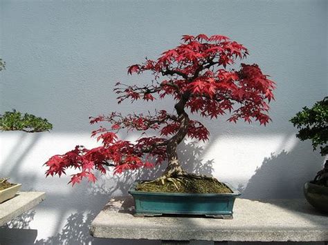 Red Dragon Japanese Maple Bonsai