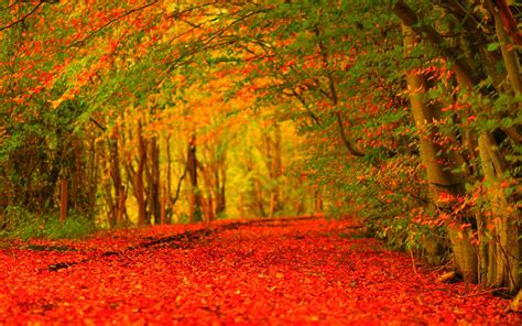 Autumn HD Wallpapers - Wallpaper Cave