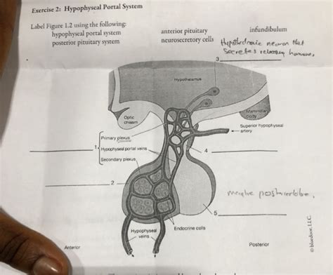 Exercise 2: Hypophyseal Portal System Label Figure | Chegg.com