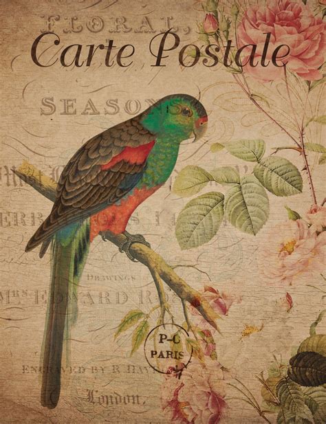Vintage Floral Parrot Postcard Free Stock Photo - Public Domain Pictures