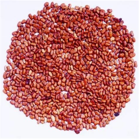 RR seeds Sesbania grandiflora seeds - Agati Seeds, Pack Size: 1 Kg at Rs 450/kilogram in Ambattur