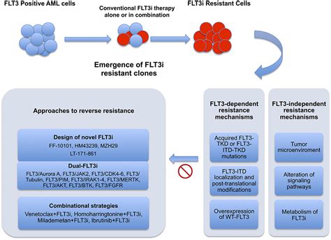 Therapeutic targeting of FLT3 in acute myeloid leukemia | OTT