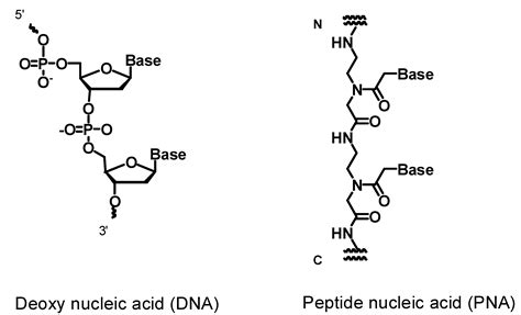 Molecules | Free Full-Text | Synthesis of Peptide Nucleic Acids Containing a Crosslinking Agent ...