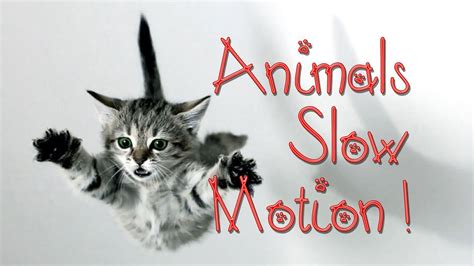 Best Animals Slow Motion Compilation - YouTube