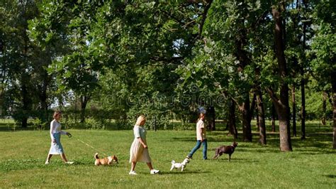 People Walking Their Dogs on Green Lawn in Park Stock Image - Image of ...