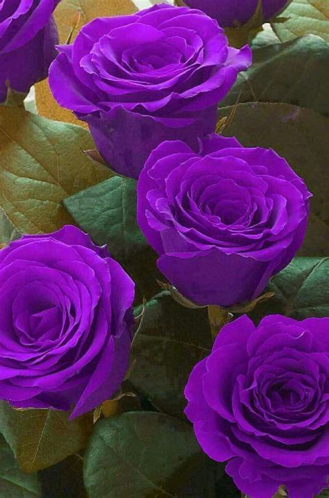 rosa morada Beautiful Rose Flowers, Love Rose, Flowers Nature, Exotic ...