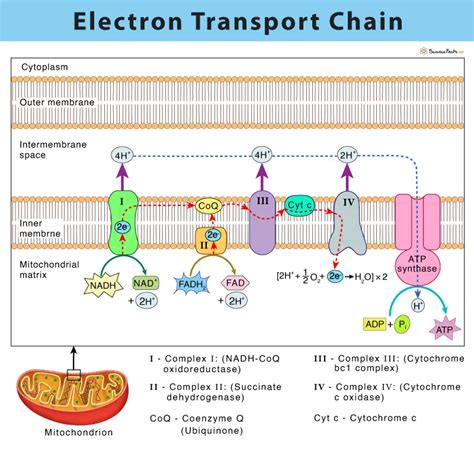 Electron Transport Chain (ETC): Components, Steps, Energy Calculation ...