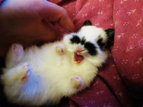 Baby Bunny Yawn by Jaylynessa on DeviantArt