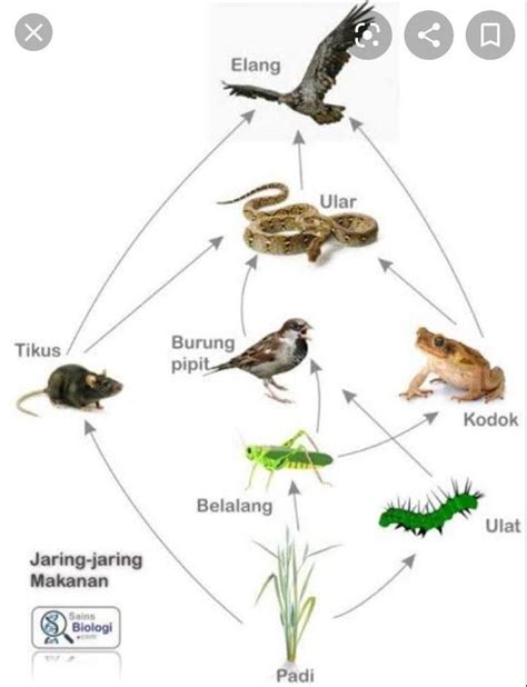 Jaring jaring makanan ekosistem hutan 2021