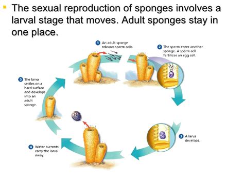 Purple Tube Sponge - Phylum Classification