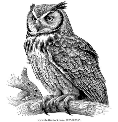 15,658 Owl Drawing Tattoo Images, Stock Photos, 3D objects, & Vectors ...