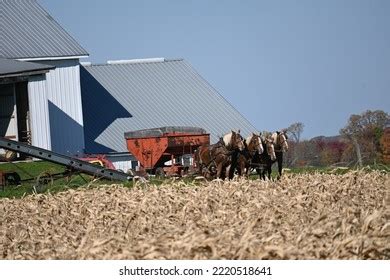 Amish Farmer Harvesting Corn Using Draft Stock Photo 2220518641 ...