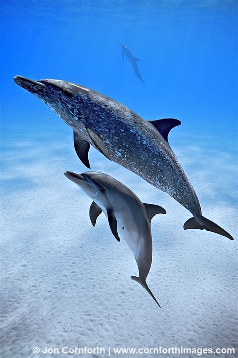 Atlantic Spotted Dolphin 17 Photo, Picture, Print | Cornforth Images