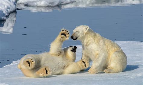 Polar bears caught playing in the snow in the Artic Circle | Nature ...