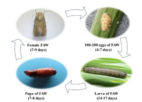 Life cycle of Fall Armyworm (FAW) | Download Scientific Diagram