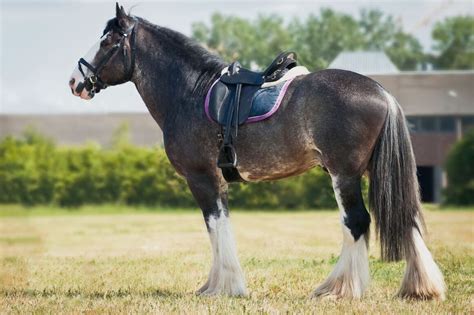 Shire Horses - The Largest Horse Breed | Love the Energy