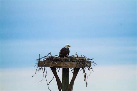 Eagle Nest Hatches - Dewees Island, Charleston, SC