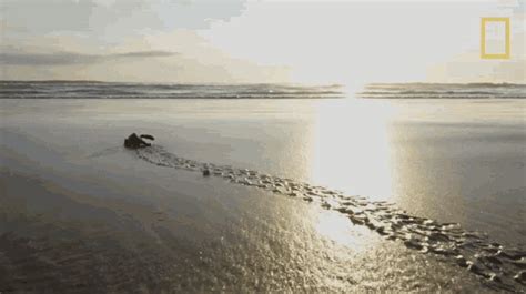 Baby Sea Turtle World Turtle Day GIF - Baby Sea Turtle World Turtle Day Untamed With Filipe De ...