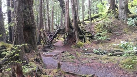 Tongass Rain Forest Nature Hike - Sitka, Alaska | Nature hikes, Rainforest, Nature