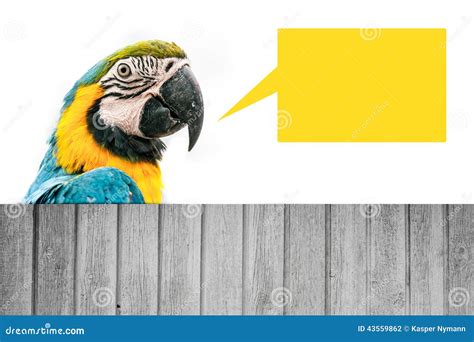 Macaw parrot stock photo. Image of portrait, brasil, feathered - 43559862