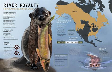 North American River Otter Infographic on Behance Unit Studies, Study ...