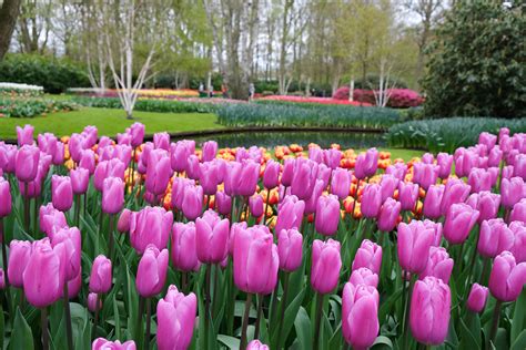 Just Back From A National Geographic Tulip Time River Cruise