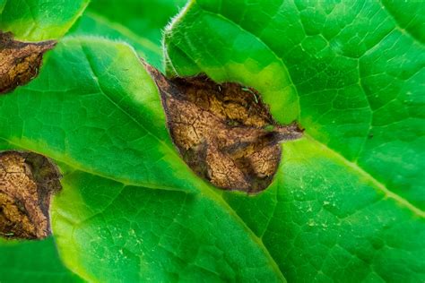 How to Treat Brown Spots on Leaves