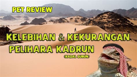 Pet Review : Bearded Dragon Si Kadal Gurun (KADRUN) - YouTube