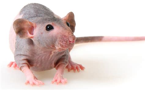 The Hairless Rat - A Complete Guide by Squeaks and Nibbles